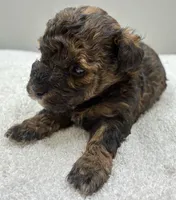 Leo, a male Poodle - Toy  for sale in Clinton, NC – 3 of 5