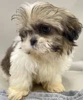 Larry, a male Shih Tzu for sale in Clinton, NC – Photo 3 of 4