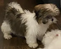 Larry, a male Shih Tzu for sale in Clinton, NC – 4 of 4