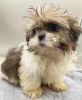 Larry, a male Shih Tzu for sale in Clinton, NC – Photo 4 of 4