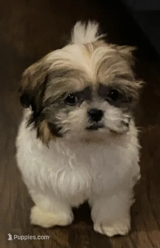 Larry – Shih Tzu puppy for sale in Clinton, NC