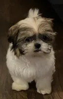 Larry, a male Shih Tzu for sale in Clinton, NC – 1 of 4