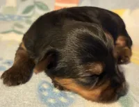 Mia, a female Yorkshire Terrier for sale in Clinton, NC – 2 of 3