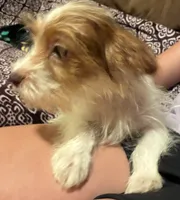 Harley, a male Yorkipoo for sale in Clinton, NC – 4 of 6
