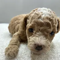 Miles, a male Poodle - Toy  for sale in Clinton, NC – 3 of 7