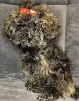 Charlotte, a female Poodle - Toy  for sale in Clinton, NC – Photo 2 of 4