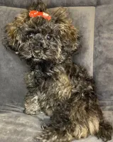 Charlotte, a female Poodle - Toy  for sale in Clinton, NC – Photo 4 of 4