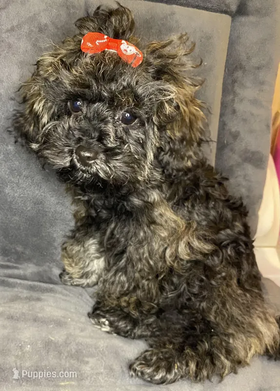 Charlotte, a female Poodle - Toy  for sale in Clinton, NC – Photo 1 of 4