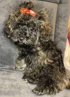 Charlotte, a female Poodle - Toy  for sale in Clinton, NC – Photo 1 of 4