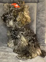 Charlotte, a female Poodle - Toy  for sale in Clinton, NC – Photo 3 of 4