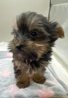 Macey, a female Yorkshire Terrier for sale in Clinton, NC – Photo 6 of 6