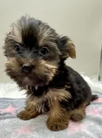 Macey, a female Yorkshire Terrier for sale in Clinton, NC – Photo 1 of 6