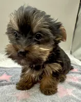 Macey, a female Yorkshire Terrier for sale in Clinton, NC – Photo 4 of 6