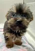 Macey, a female Yorkshire Terrier for sale in Clinton, NC – Photo 2 of 6