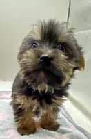 Macey, a female Yorkshire Terrier for sale in Clinton, NC – Photo 5 of 6