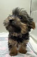 Macey, a female Yorkshire Terrier for sale in Clinton, NC – Photo 3 of 6