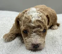 Miles, a male Poodle - Toy  for sale in Clinton, NC – 7 of 7