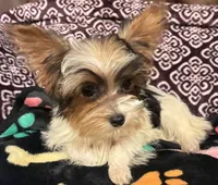Sara, a female Yorkipoo for sale in Clinton, NC – 1 of 4
