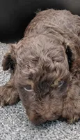 Ralph, a male Poodle - Toy  for sale in Clinton, NC – 2 of 3