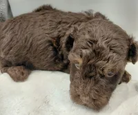 Ralph, a male Poodle - Toy  for sale in Clinton, NC – 3 of 3