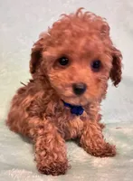 Smalls, a male Poodle - Toy  for sale in Clinton, NC – 3 of 4