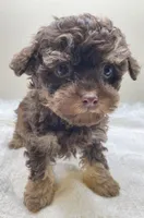 Leo, a male Poodle - Toy  for sale in Clinton, NC – Photo 6 of 6