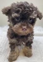 Leo, a male Poodle - Toy  for sale in Clinton, NC – Photo 2 of 6