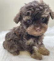 Leo, a male Poodle - Toy  for sale in Clinton, NC – Photo 1 of 6