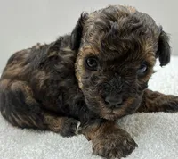 Leo, a male Poodle - Toy  for sale in Clinton, NC – 2 of 5