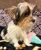 Sara, a female Yorkipoo for sale in Clinton, NC – 2 of 4