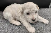 Timmy, a male Poodle - Toy  for sale in Clinton, NC – 2 of 3
