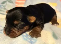 Ziggy, a male Yorkshire Terrier for sale in Clinton, NC – 2 of 2