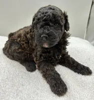 River, a male Poodle - Toy  for sale in Clinton, NC – 3 of 4