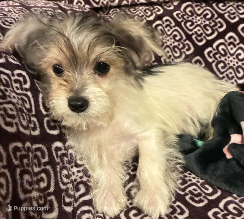 Ralphie – Yorkipoo puppy for sale in Clinton, NC