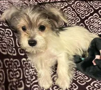 Ralphie, a male Yorkipoo for sale in Clinton, NC – 5 of 8