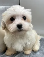 Andy, a male Maltipoo for sale in Clinton, NC – Photo 4 of 6