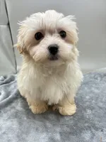 Andy, a male Maltipoo for sale in Clinton, NC – Photo 6 of 6