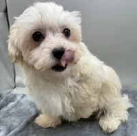 Andy, a male Maltipoo for sale in Clinton, NC – Photo 5 of 6