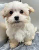 Andy, a male Maltipoo for sale in Clinton, NC – Photo 3 of 6