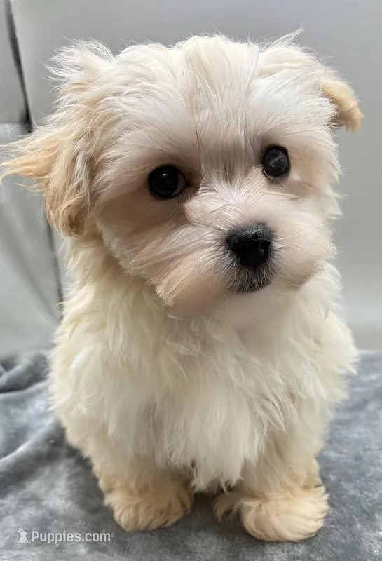 Andy, a male Maltipoo for sale in Clinton, NC – Photo 1 of 6