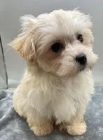 Andy, a male Maltipoo for sale in Clinton, NC – Photo 2 of 6