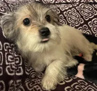 Ralphie, a male Yorkipoo for sale in Clinton, NC – 7 of 8