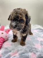 Jenny, a female Poodle - Toy  for sale in Clinton, NC – Photo 1 of 6