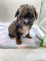 Jenny, a female Poodle - Toy  for sale in Clinton, NC – Photo 3 of 6