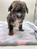 Jenny, a female Poodle - Toy  for sale in Clinton, NC – Photo 5 of 6