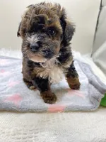 Jenny, a female Poodle - Toy  for sale in Clinton, NC – Photo 2 of 6