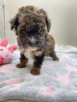 Jenny, a female Poodle - Toy  for sale in Clinton, NC – Photo 6 of 6