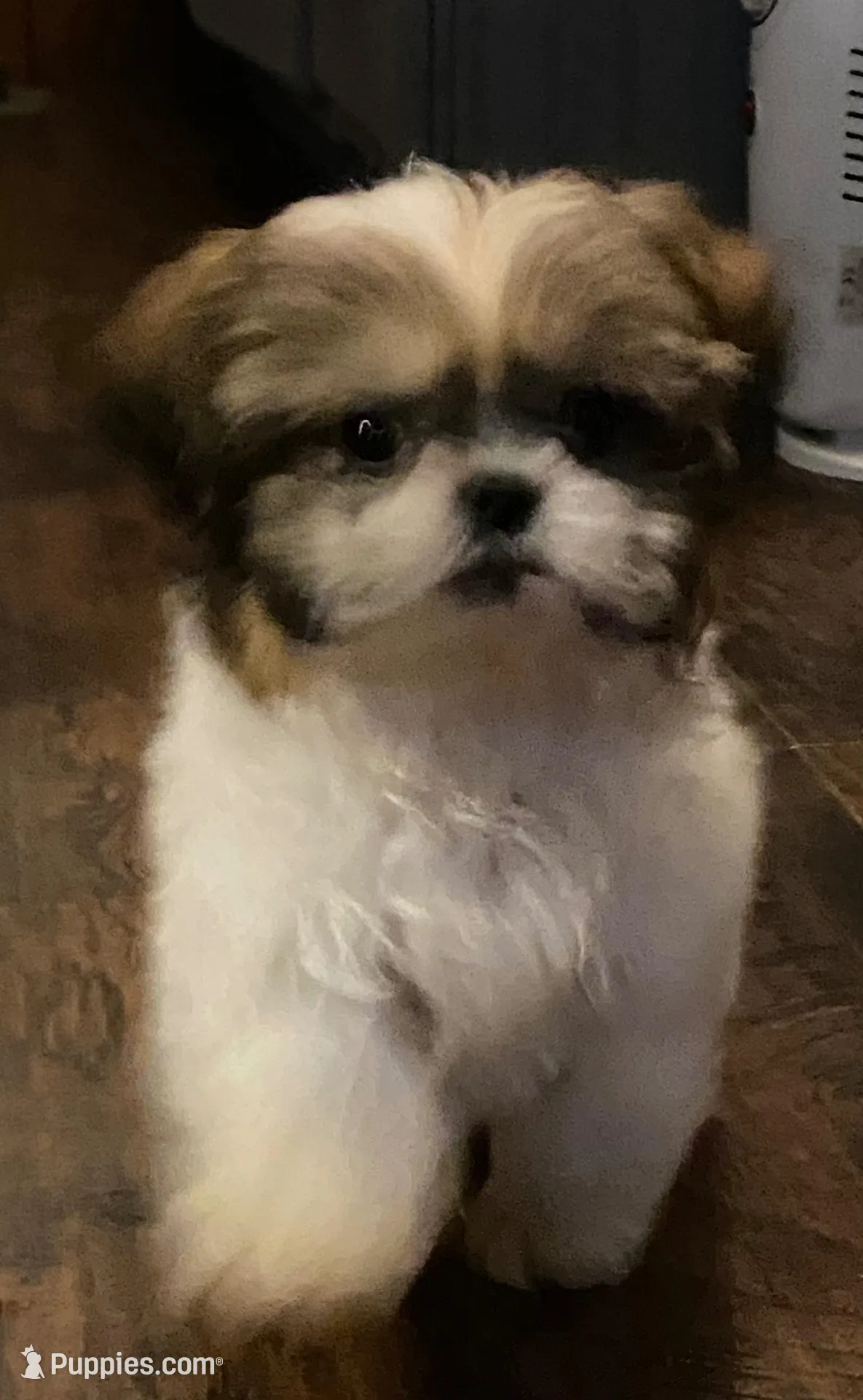 Larry, a male Shih Tzu for sale in Clinton, NC – 3 of 4