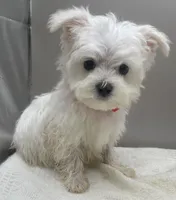 Sammy, a male Maltese for sale in Clinton, NC – Photo 2 of 2