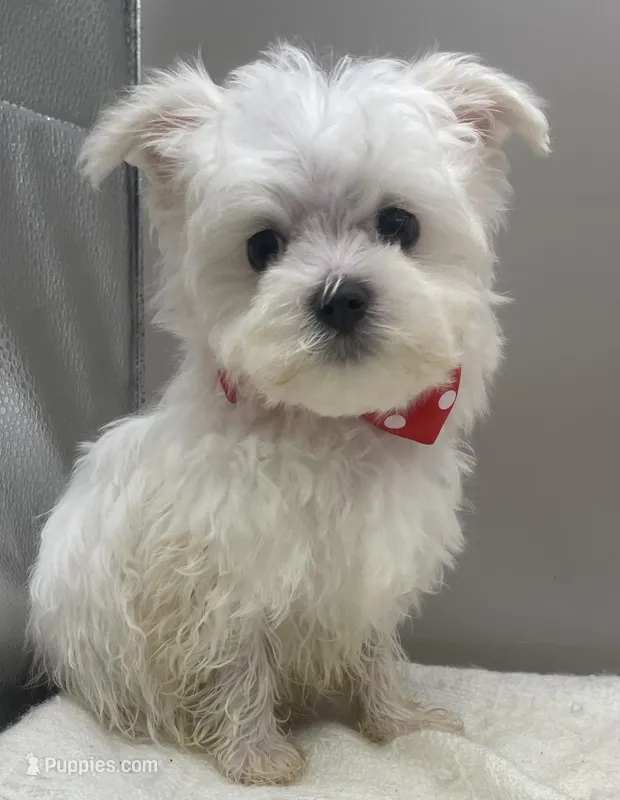 Sammy – Maltese puppy for sale in Clinton, NC